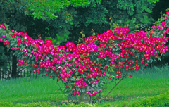 赤い薔薇のある風景　IMGP0376zz