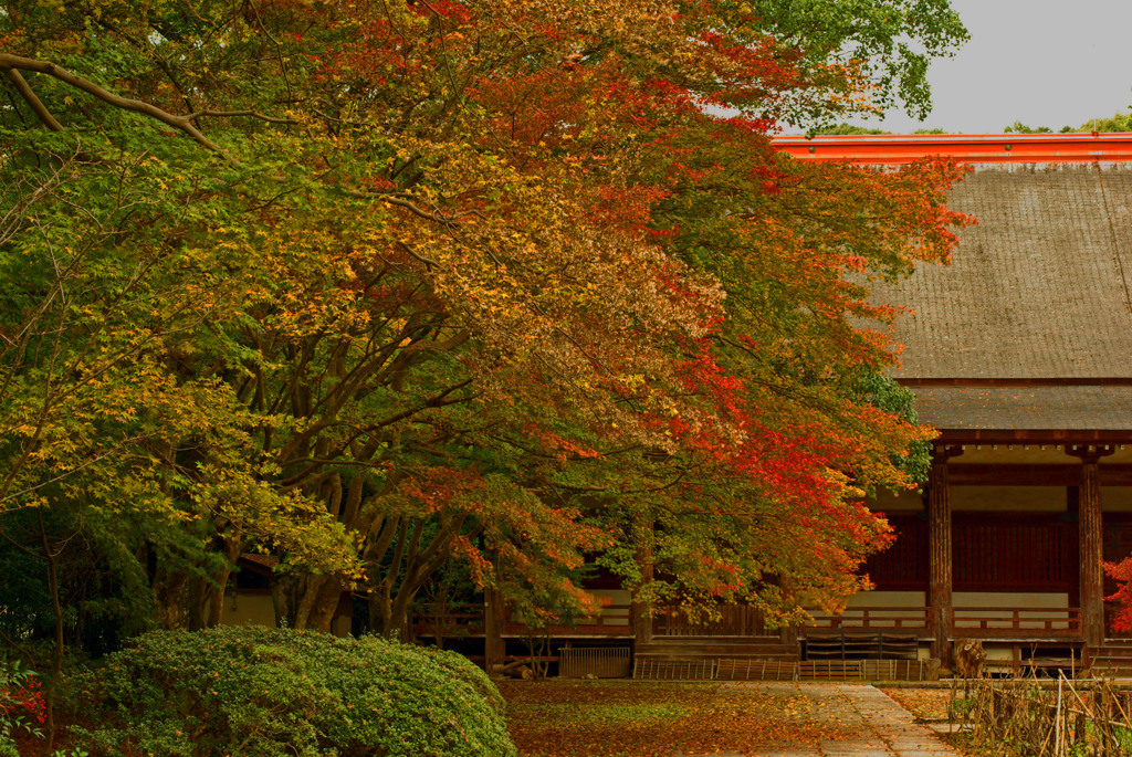 錦繍 観心寺　IMGP9633zz