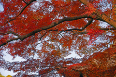 天蓋の紅葉　P1059749zz
