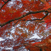 天蓋の紅葉　P1059749zz
