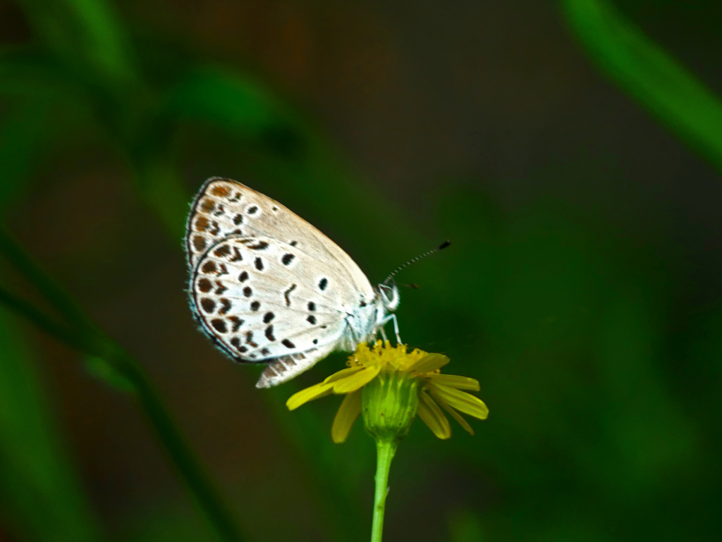 シジミチョウ　P1360120zz
