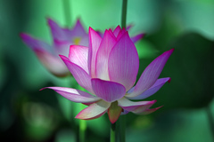 咲いた 咲いた あか　zzzIMGP4134zz