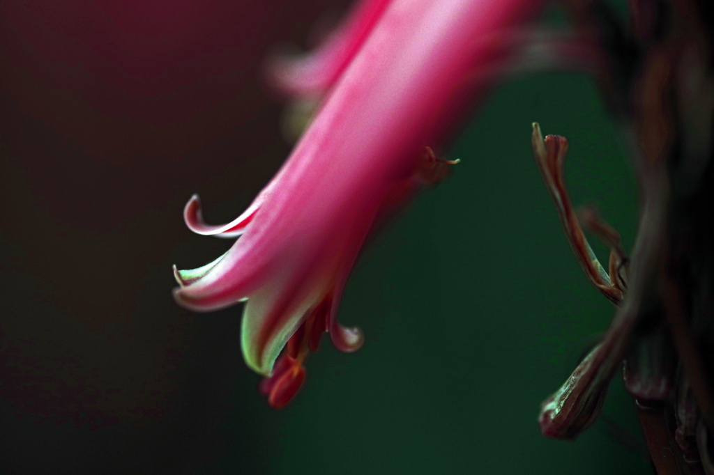 アロエの花　IMGP0508z