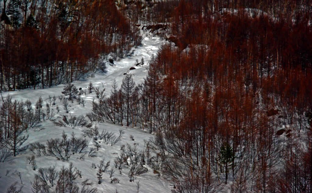 積雪の沢筋　IMGP2884zz