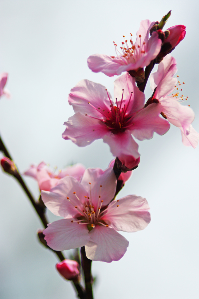 アーモンド 春の光を浴びて　IMGP5890zz