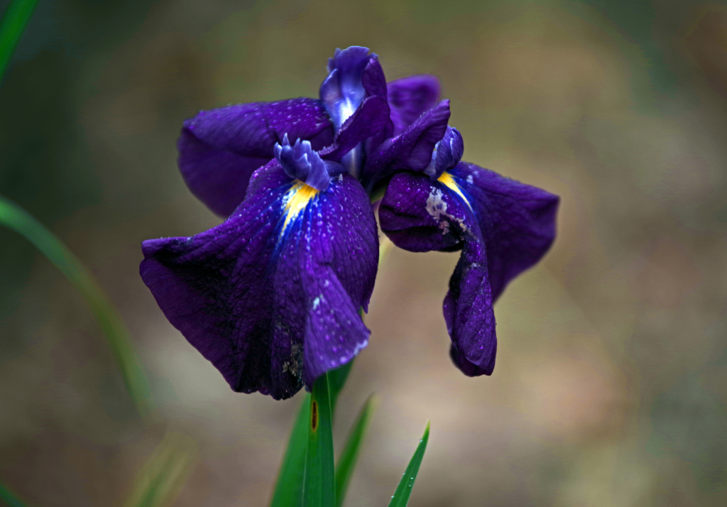 アイリス 濡れて　IMGP8080zz