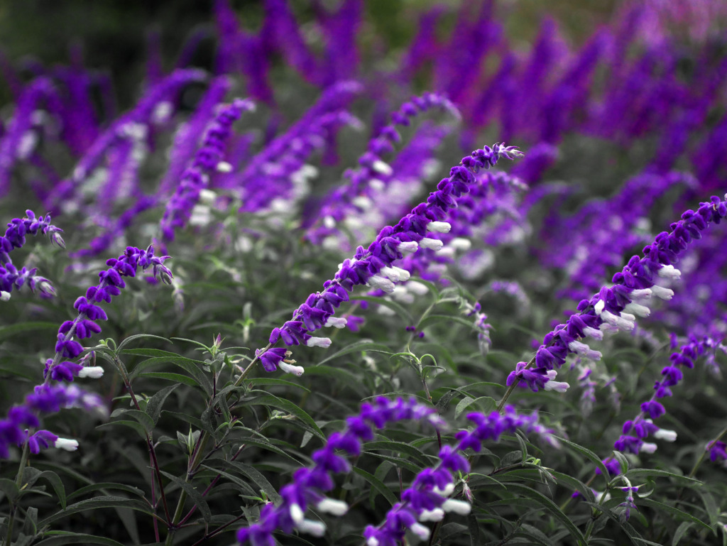 メキシカンセージ　P1460507zz