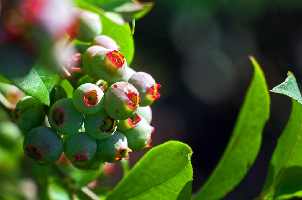 もうじき食べごろ　P1400563zz