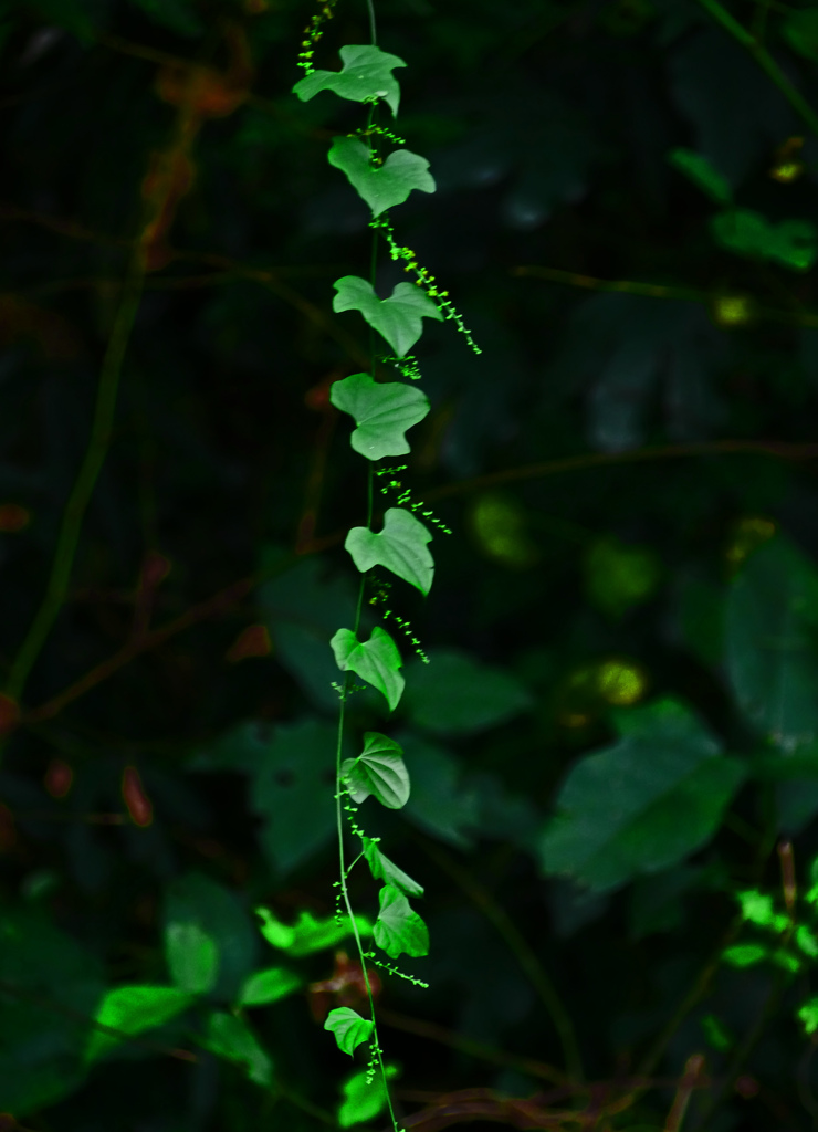 つる草　P1460181zz