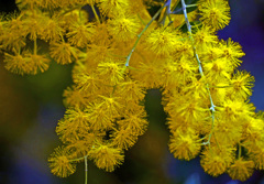 Yellow Mall   P1080029zz