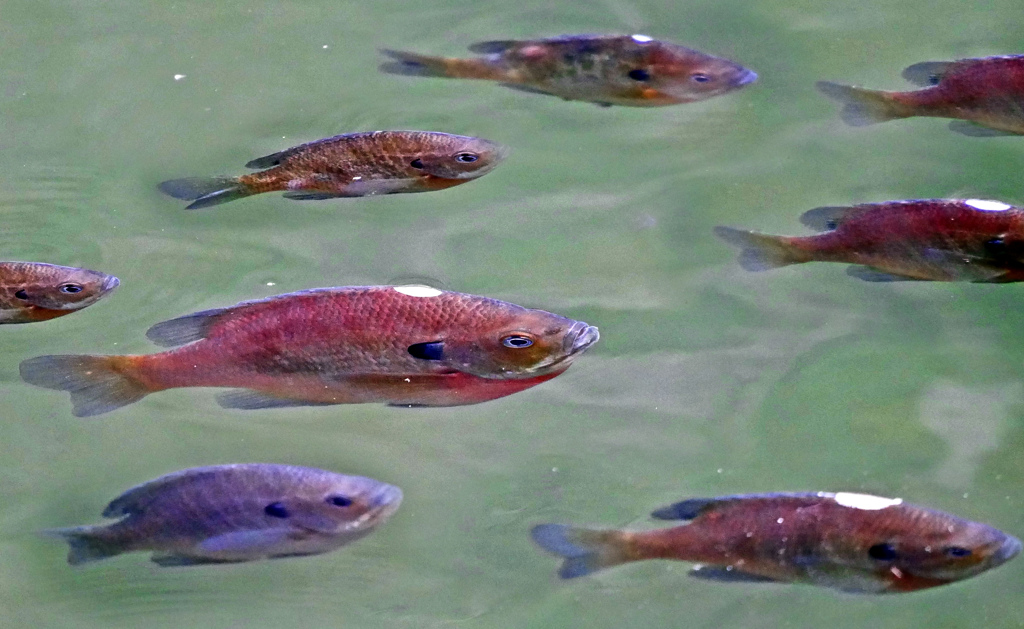 群れるブルーギル　P1070142z