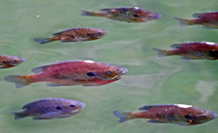 群れるブルーギル　P1070142z