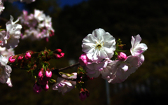 八重の桜　DSC08887zz