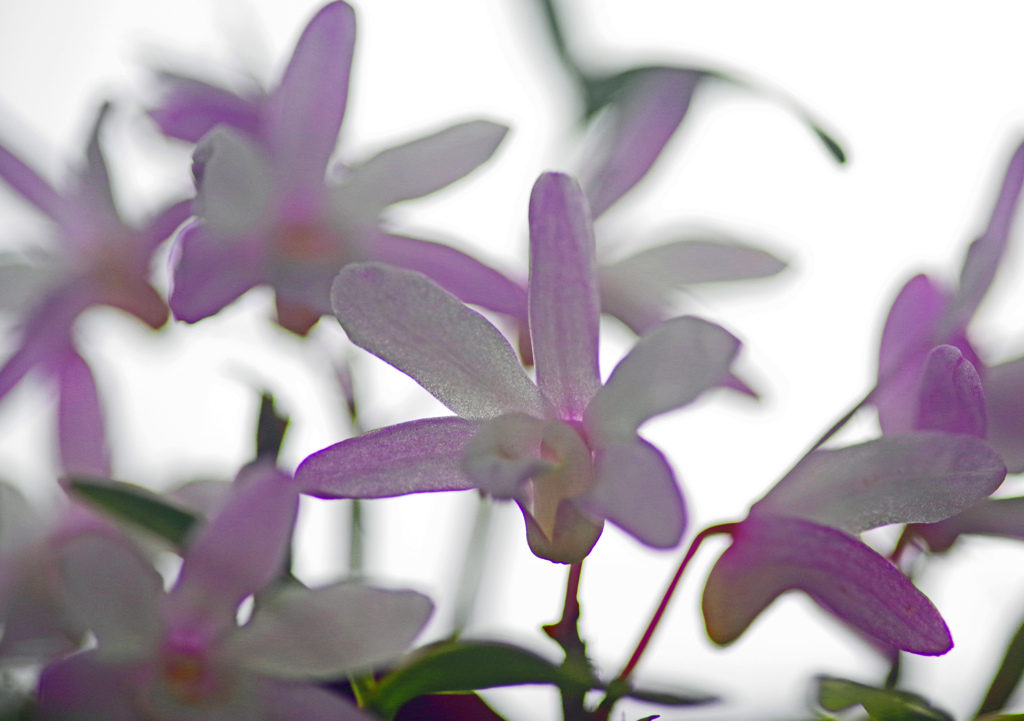 透ける花　IMGP7148zz