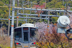桜花の中を‥　P1062121zz