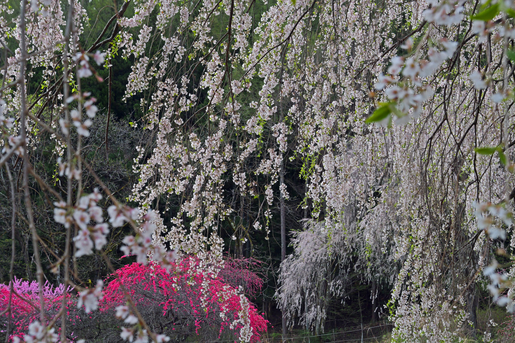 枝垂れ桜と花桃　P1063399zz