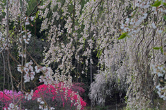 枝垂れ桜と花桃　P1063399zz