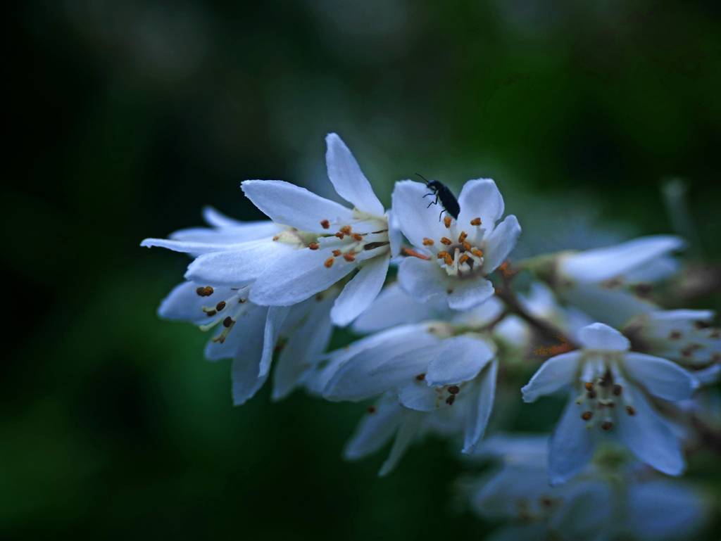 ウツギの花が咲きました　P1280134zz