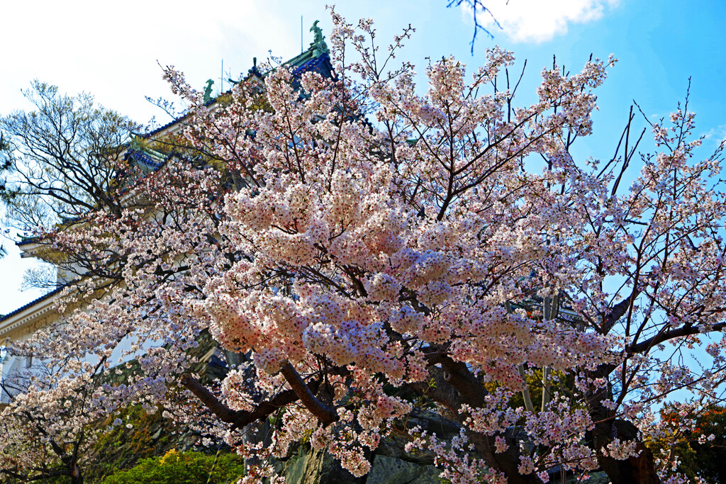 天守と桜　IMGP4384zz