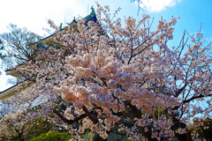 天守と桜　IMGP4384zz