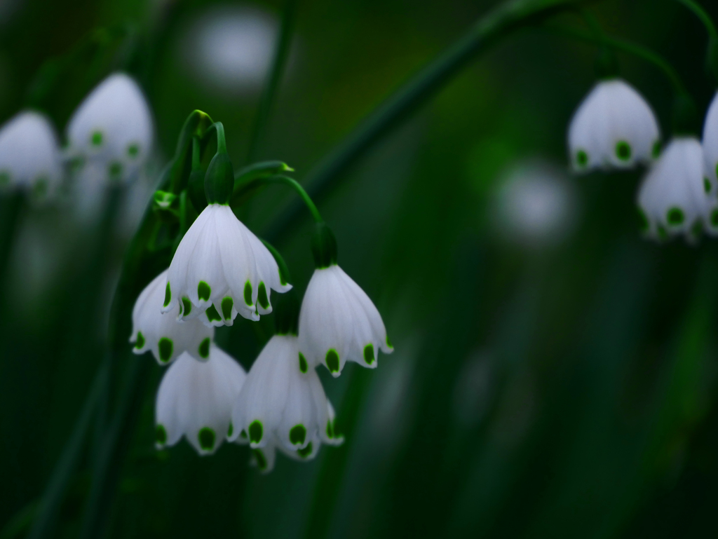 清楚に　P1120243z