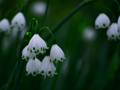 清楚に　P1120243z