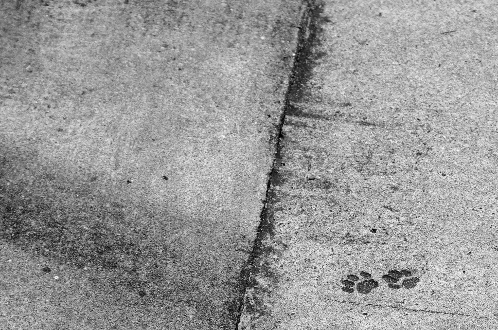 足跡を刻む　IMGP7264zz