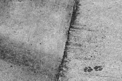 足跡を刻む　IMGP7264zz