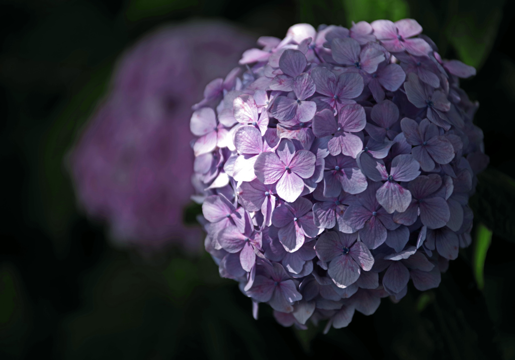 彩り　IMGP2944zz