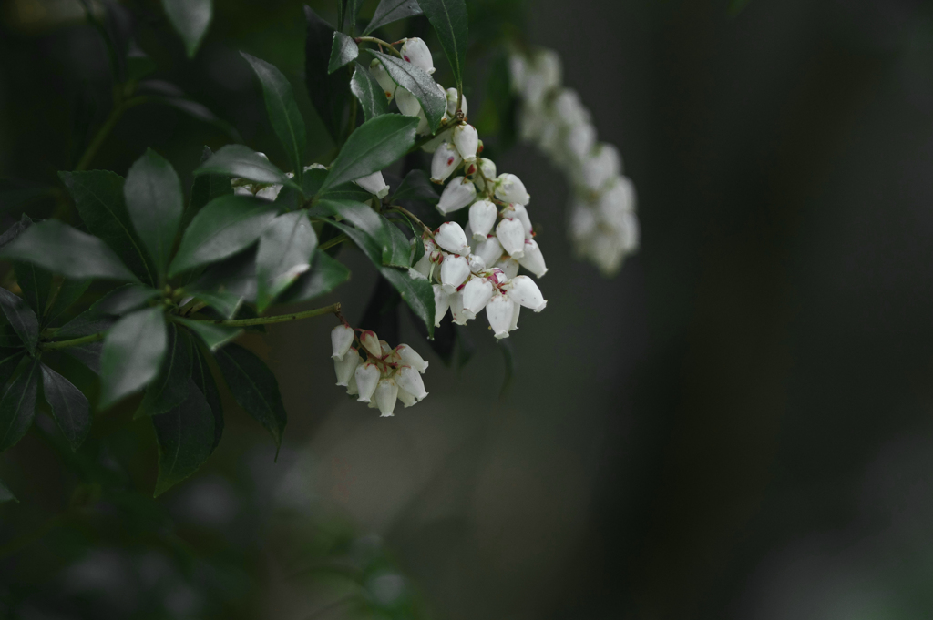 馬酔木の花　IMG3047zz