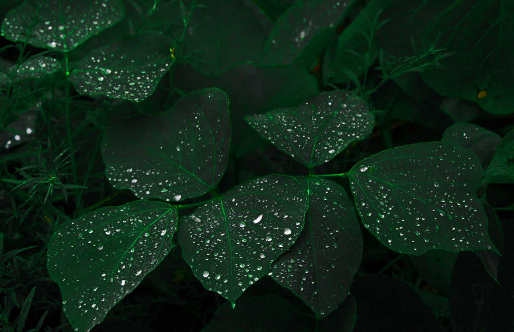 雨の日の写真　P1630451zz