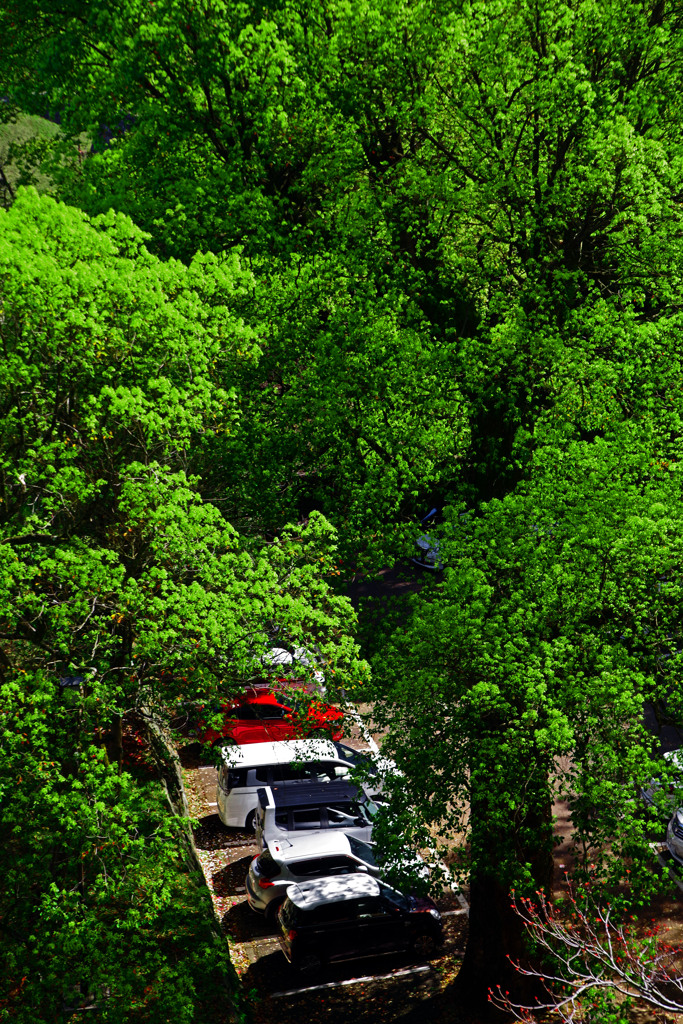 新緑の駐車場　MGP2328zz