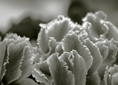 無彩のシクラメン　P1100262zz