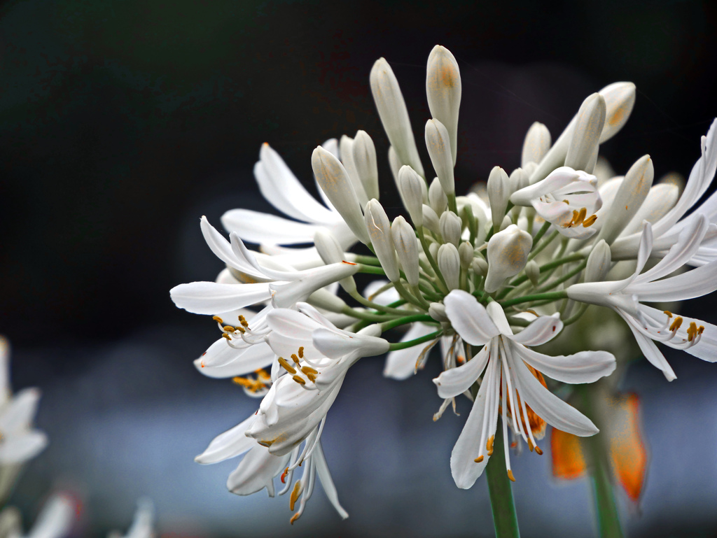 白花アガパンサス　P1570465zz