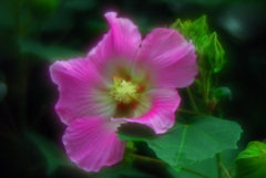 芙蓉花　IMGP6618zz(ソフトフォーカス)