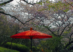 寂しいお花見　IMGP4570zz