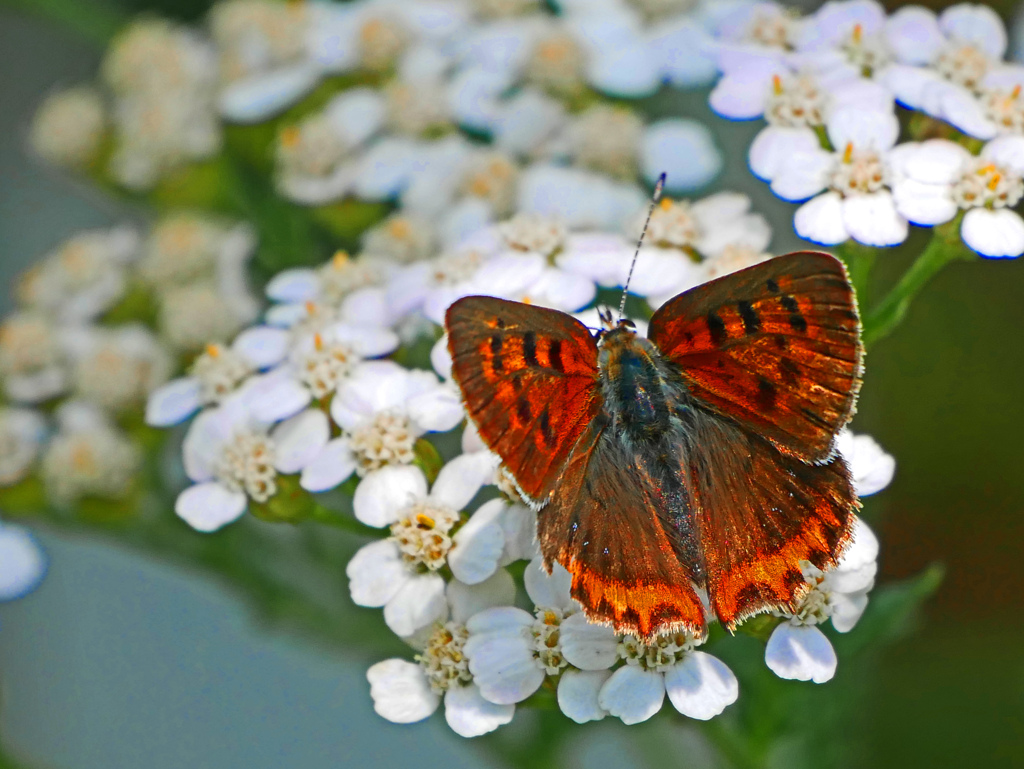 お食事タイム　P1580825zz