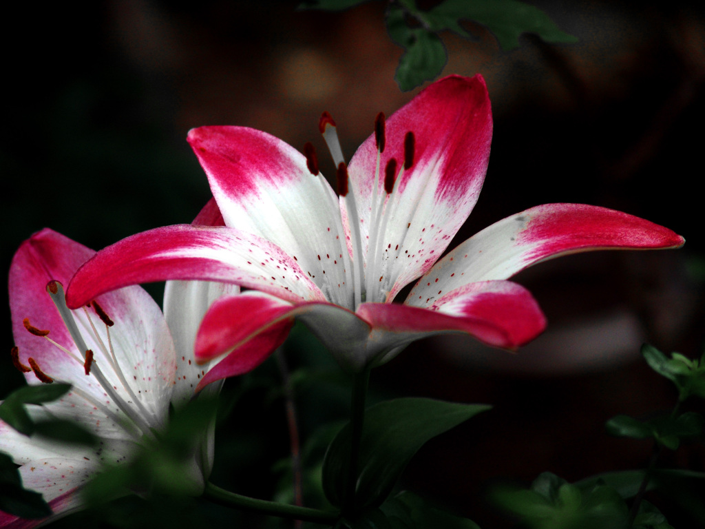 爪紅の百合　DSC08048zz