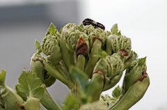 オオハナウドとアゲハの幼虫　IMG8341zz