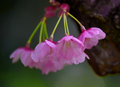 緋桜 ぼんぼり　IMGP4514zz