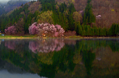 薄明(うすみ)の桜　P1074723zz