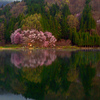 薄明(うすみ)の桜　P1074723zz