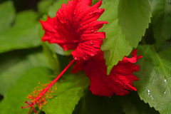 南国の花　P1088546zz
