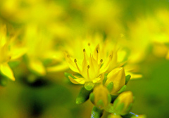 セダムの花　P1170118zz