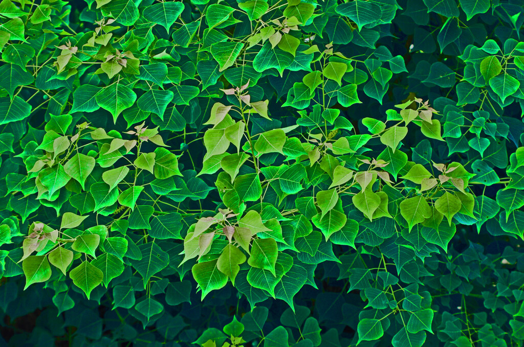 Various greens　_IGP7007zz　