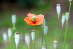 芥子坊主　P1086479zz
