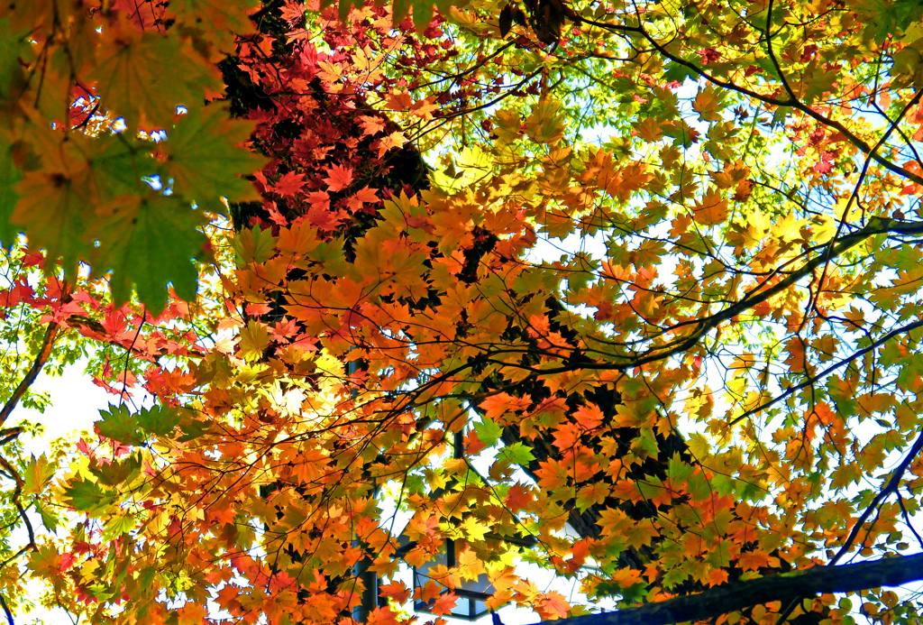 七色の楓　P1260750zz