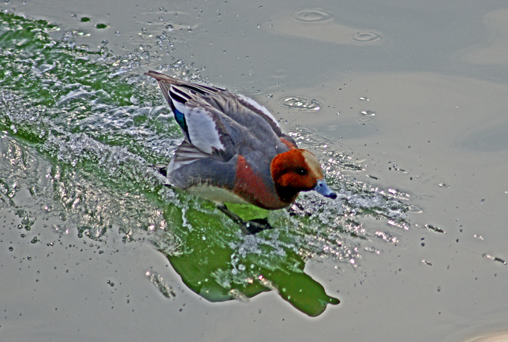 TAKE OFF　IMGP4425z