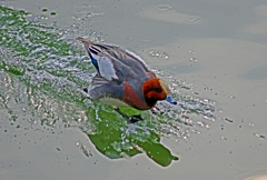 TAKE OFF　IMGP4425z