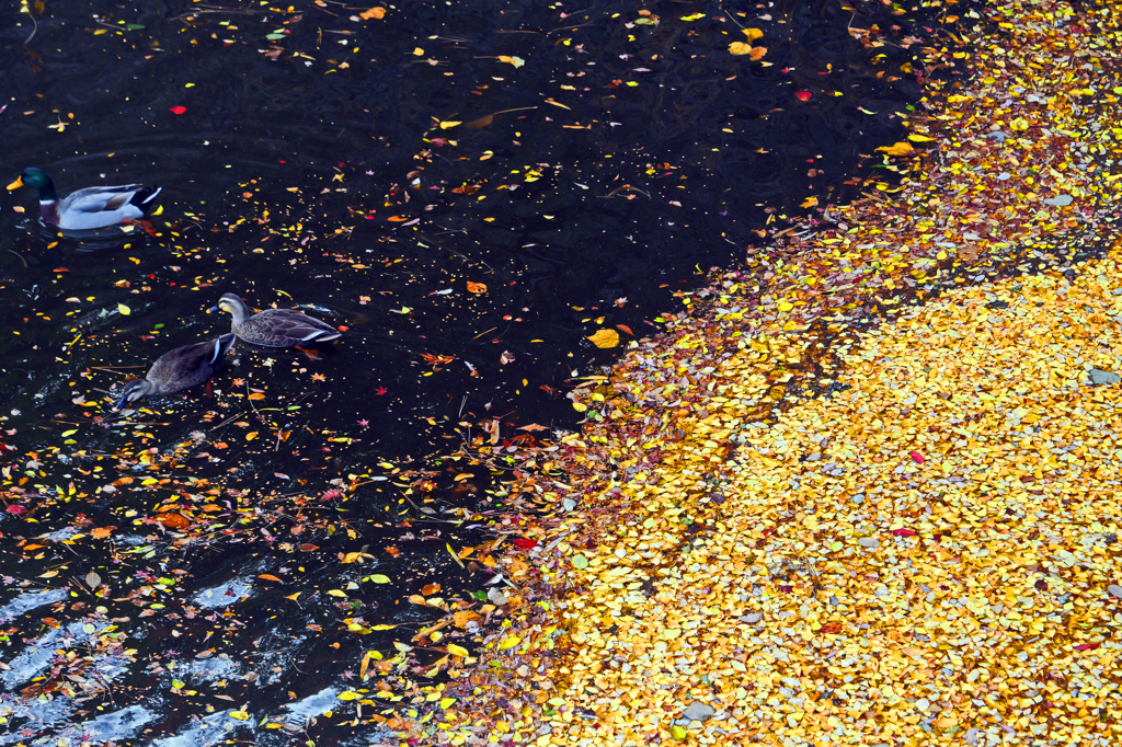 お堀の落葉　P1146635zz